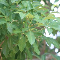 Vitex leucoxylon L.f.